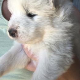 Samoyed Puppies from Morning Star Samoyeds