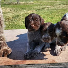 Wirehaired Pointing Griffon Puppies from Idaho Wirehaired Pointing Griffons