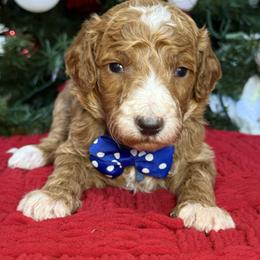 Yogi-Navy blue collar male - Red  male Goldendoodle puppy in Yuciapa, California from AlltheDoodlez_
