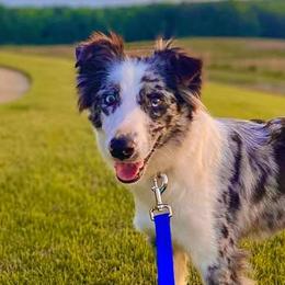 Australian Shepherds from Coosa Valley Australian Shepherds