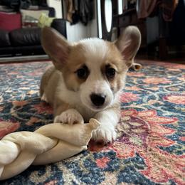 Pink Collar female - Red female Pembroke Welsh Corgi puppy in Grantsville Md, Maryland from Standing Oaks Kennel