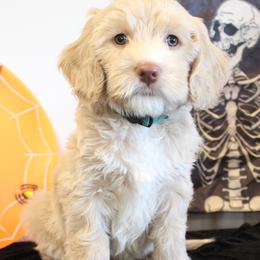 Green collar Iroquois - Caramel ice female Australian Labradoodle puppy in Provo, Utah from EllsWORTH Labradoodles LLC