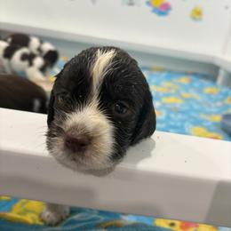 English Springer Spaniel Puppies from Epoch English Springer Spaniels