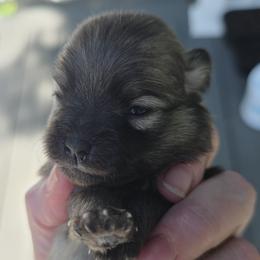 Sinéad - Cream sable female Pomeranian puppy in Hooksett, New Hampshire from Granite State Pomeranians