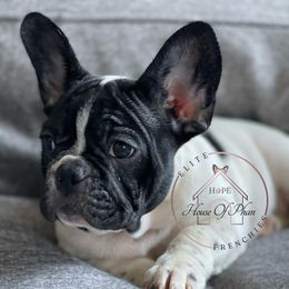 Cruella - French Bulldog puppy in Wichita, Kansas from House Of Phan Elite Frenchies
