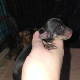 Prancer - Sable male Dachshund puppy in Windom, Minnesota from Aster Creek Dachshunds