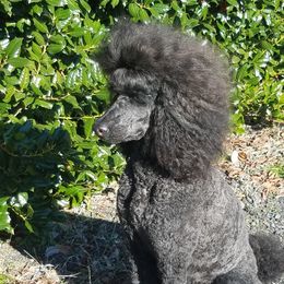 Lana - Poodle