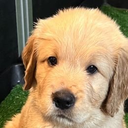 Dunkel - Apricot Goldendoodle puppy in San Diego, California from CrystalBay Doodles