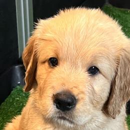 Dunkel - Apricot Goldendoodle puppy in San Diego, California from CrystalBay Doodles