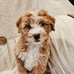 Honey - Yellow and white female Bernedoodle puppy in Olin, North Carolina from Rocky Creek Raised
