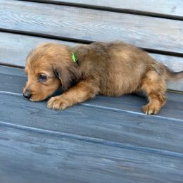 Havoc - Dapple male Dachshund puppy in South Willard, Utah from Doxies in the Sun