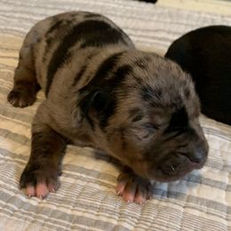 Boy 4 - Blue merle male Catahoula Leopard Dog puppy in Gadsden, Alabama from Rich Cat’s