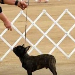 French Bulldogs from Beverly Klein's French Bulldogs