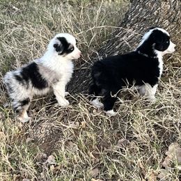 Miniature American Shepherd Puppies from Rikashay Kennels