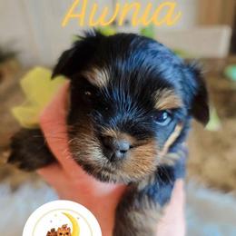 Awnia - Black and tan female Yorkshire Terrier puppy in Moses Lake, Washington from Harmony Hills Yorkies