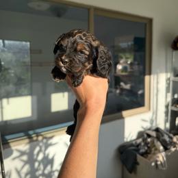 Twix - Black and tan male Cockapoo puppy in Tucson, Arizona from Desert Puppies