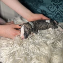 Dallas - Fawn brindle male Whippet puppy in Clinton, Tennessee from Ivanhoe Borzoi