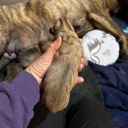 Purple collar - Fawn female Bullmastiff puppy in Otisfield, Maine from Boulder Ridge Kennels