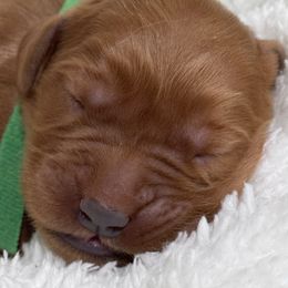 Mel - Dark golden Golden Retriever puppy in Angier, North Carolina from Howard's Retrievers