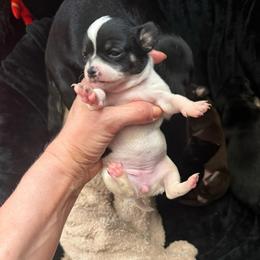 Akc girl 3 - Black and white female Chihuahua puppy in Anoka, Minnesota from Anoka County MN AKC Chihuahuas