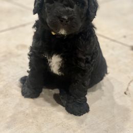 Bernedoodle Puppies from G&G’s Bernedoodles