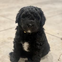 Bernedoodle Puppies from G&G’s Bernedoodles