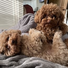 Poodles from Bri’s Toy Poodles