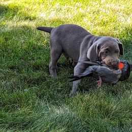 Weimaraner Puppies from SilverRush Weimaraners