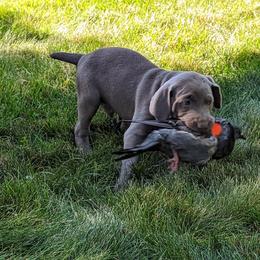 Weimaraner Puppies from SilverRush Weimaraners
