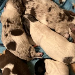 Dachshunds from B&K Dachshunds.