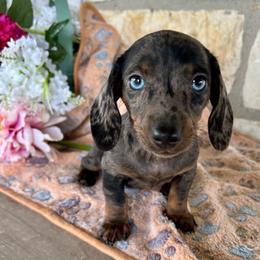 Boujee Blue - Dapple female Dachshund puppy in Purmela, Texas from FLYING L Dachshund Academy