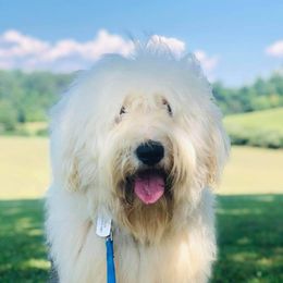 Mick - Old English Sheepdog