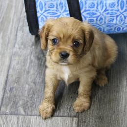 AKC June - Ruby female Cavalier King Charles Spaniel puppy in Albany, Indiana from Hatz Off Puppies