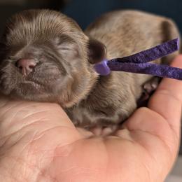 River - Chocolate male Shih Tzu puppy in Claxton, Georgia from Small Pawz Shih tzu