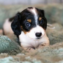 White - Piebald female Dachshund puppy in Salado, Texas from DK's Dream Doxies