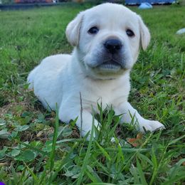 Purple Collar Female - Yellow female Labrador Retriever puppy in Reedsville, Pennsylvania from Leanna's Labradors