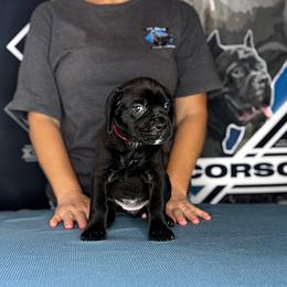 Red Collar Black Female 6wk - Black female Cane Corso puppy in Linden, Texas from Da Boyz Cane Corso