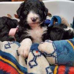 Bordoodle Puppies from JM Lazy S Doodles