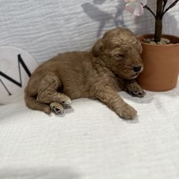 Poodle Puppies from Moore Poodles
