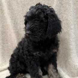 Boy 6 - male Labradoodle puppy in Ukiah, California from LG Labradoodles