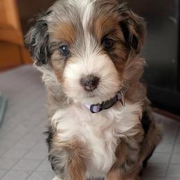 Aster - Blue merle female Aussiedoodle puppy in New Durham, New Hampshire from Ridgeview Aussiedoodles
