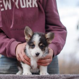 Boy 2 - Black and tan male Pembroke Welsh Corgi puppy in La Grange, Wyoming from Merrygold Corgis