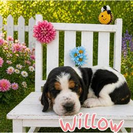 Willow - Black white and brown female Basset Hound puppy in Denison, Texas from Emma Lou's Baby Bassets