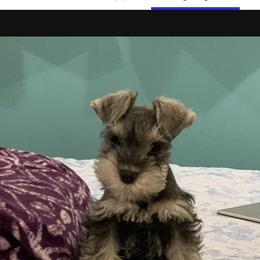 Miniature Schnauzer Puppies from Mystic Miniature Schnauzers
