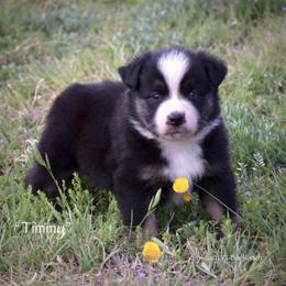 Timmy - Black tri male Miniature Australian Shepherd puppy in Evant, Texas from Lazy VT Bar Ranch