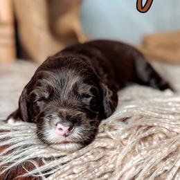 Rye - Chocolate male Australian Labradoodle puppy in Decatur, Alabama from Southern Meadows Doodles