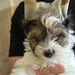 Lady Bird - Black tan and white Biewer Terrier puppy in Lansing, Michigan from ABC Biewers and Biros