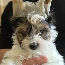 Lady Bird - Black tan and white Biewer Terrier puppy in Lansing, Michigan from ABC Biewers and Biros