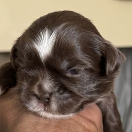 Maltese, Pomeranian, Shih Tzu, and Yorkshire Terrier Puppies from Gibbs Gorgeous Paws LLC