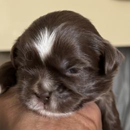 Maltese, Pomeranian, Shih Tzu, and Yorkshire Terrier Puppies from Gibbs Gorgeous Paws LLC
